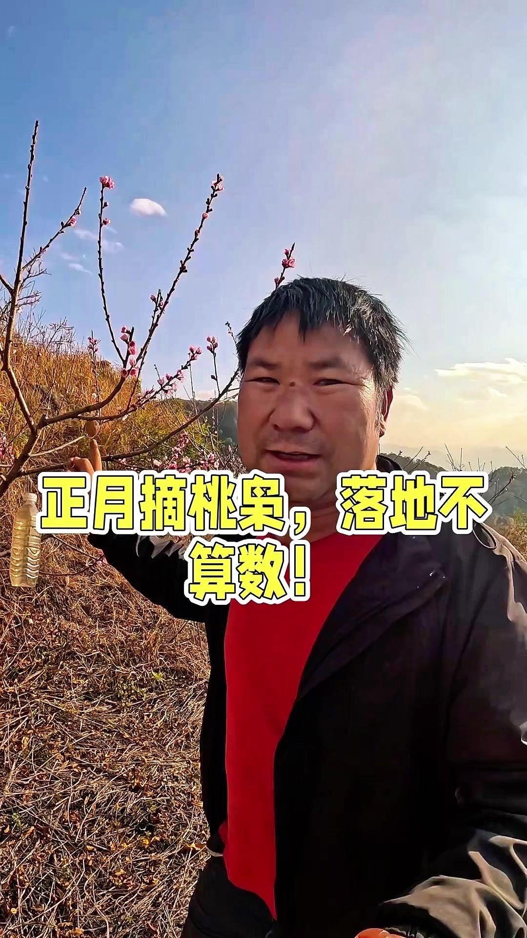 正月摘桃枭讲究真不少！📌1️⃣桃胶辨别：经过寒冬挂在树上不掉落的才算，落