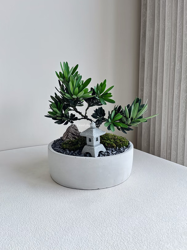 🇲🇾菊花罗汉松