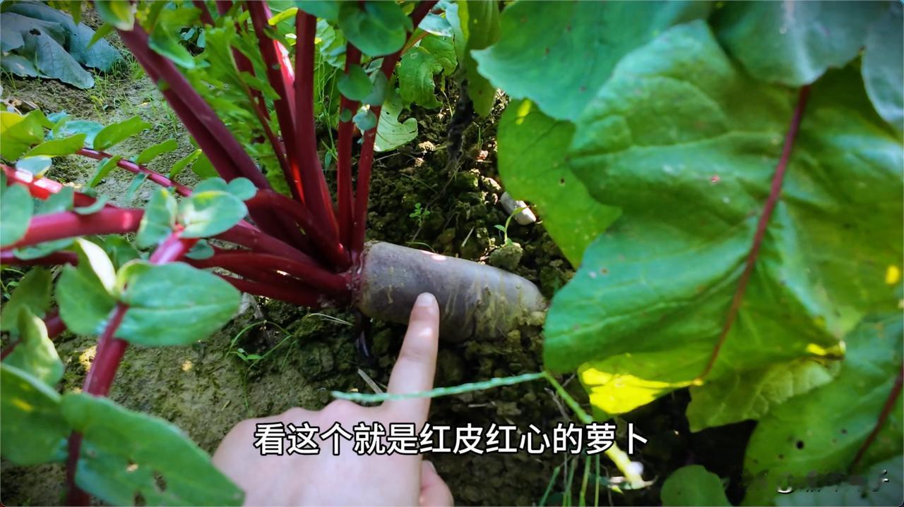 一个萝卜导致一整锅菜都变红了！今年第一次种这个红心萝卜，最近吃了两顿，炖着很软