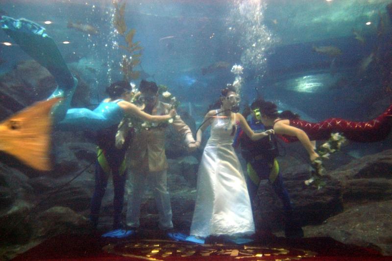 新郎第一时间奔到摔倒的新娘身边辽宁这场婚礼太好哭了！婚礼关键环节，新娘穿宽大婚