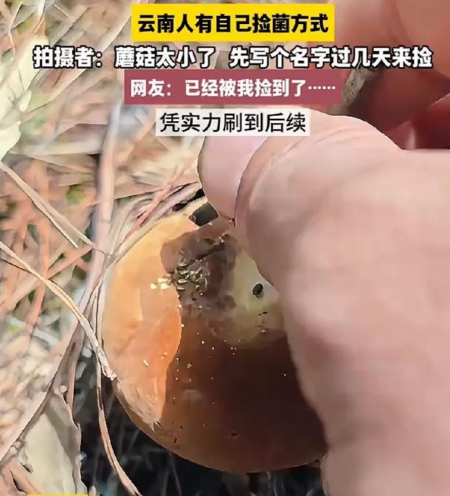 搞笑，云南建水发生一件有趣的事。一名男子去采野生菌，发现一窝珍贵的见手青。可是菌
