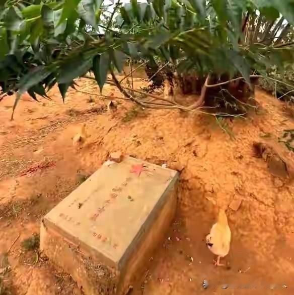 当地回应了，已经整改，地是养鸡农户的。养鸡农户平常都在打理烈士墓，考虑临近春