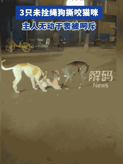 这下出名了，不只南京，全网都知道这名男子了！让三只烈性犬，活活咬死小猫，自己则全