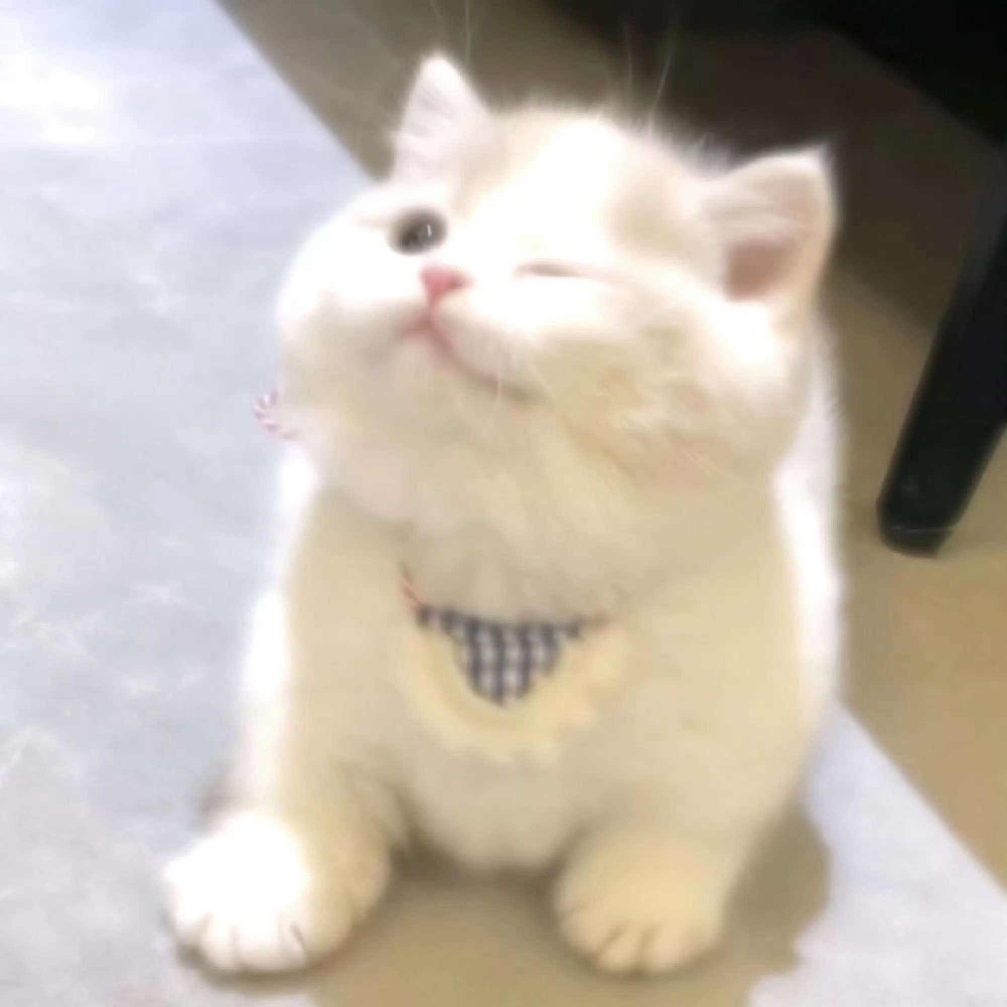头像梦核猫猫来袭！🐱😴💭