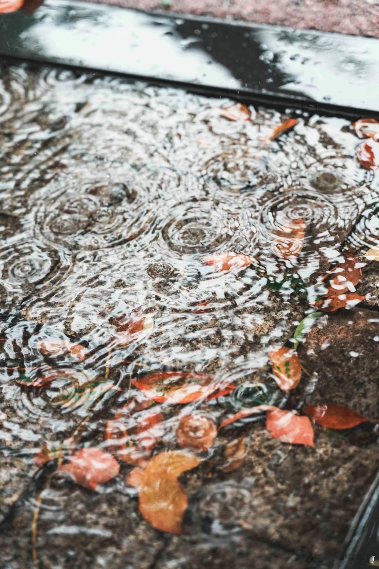 盛夏落雨，草木含珠，在雨声里邂逅一整个温柔夏日～