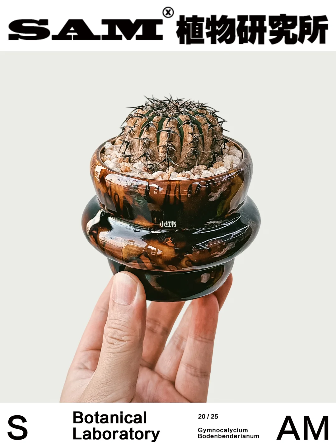 锈斑黑刺凤头｜Gymnocalycium Bodenbenderia