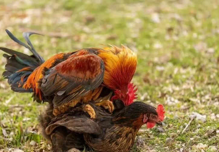 “男人女人下面怎么长不一样？”别害羞，这条从4周开始分叉的路，决定了你今天的