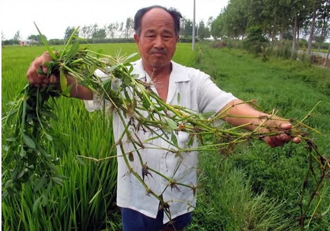 谁能想到，中国砸2亿都搞不定的"生态杀手"，最后竟被5毫米小