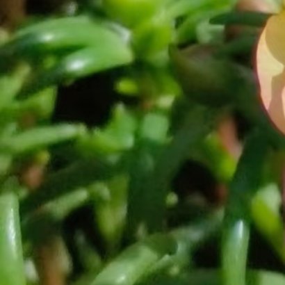 0000太阳花种植方法太阳花又叫不死花，生命力极强，开花量大、花期超长，非常适合