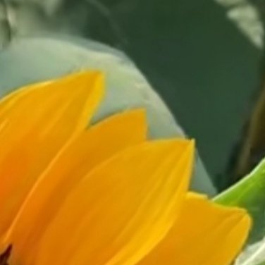 种植微公益0000向日葵种植教程一、播种准备种植首选饱满、无虫蛀的向日葵种