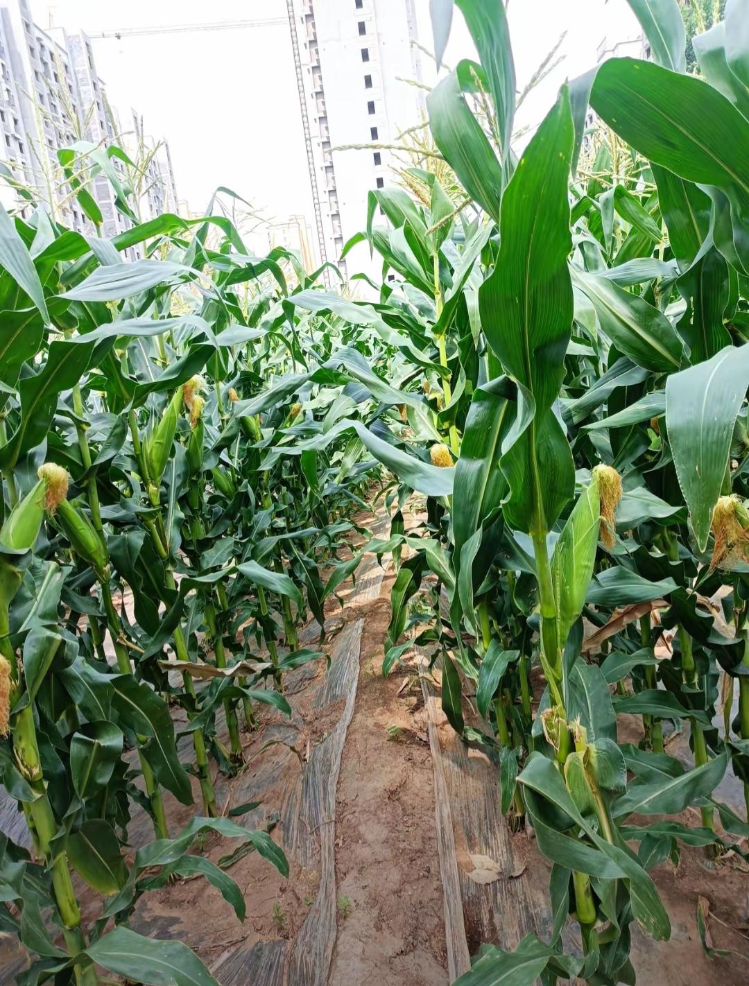 绿野田间果实🌽熟，丰收在望喜洋洋。问一问00后都不知道这是什么吧？水煮太香了，