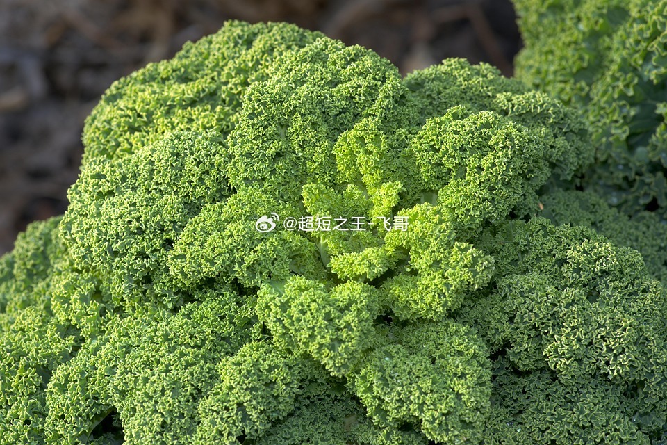 羽衣甘蓝农药网红减脂蔬菜羽衣甘蓝冲上热搜，农残话题引发大量健身、轻食爱好者的担忧