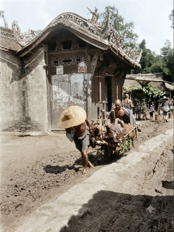 1917年，四川成都一处乡间，两名男子正合力推拉一辆装载着两头活猪的独轮车（又称