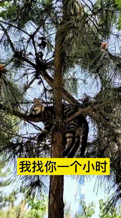 看到这个视频真是哭笑不得！自家小猫跑出去大半天不回家，到饭点也不见踪影。主人急得