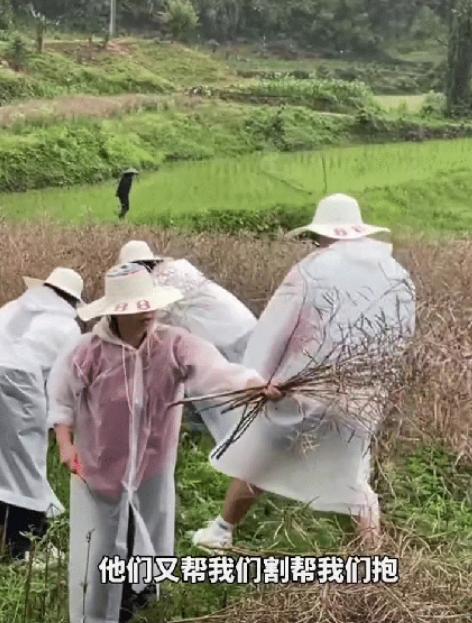 “泪目了！”贵州凯里，大雨快要来临，一村民看着30亩油菜直发愁，现在一个人根本收
