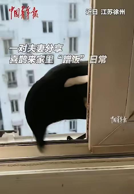 “解释不清了！”江苏一男子喜欢投喂小鸟，一次偶然的机会，他喂食了一只喜鹊，谁知，