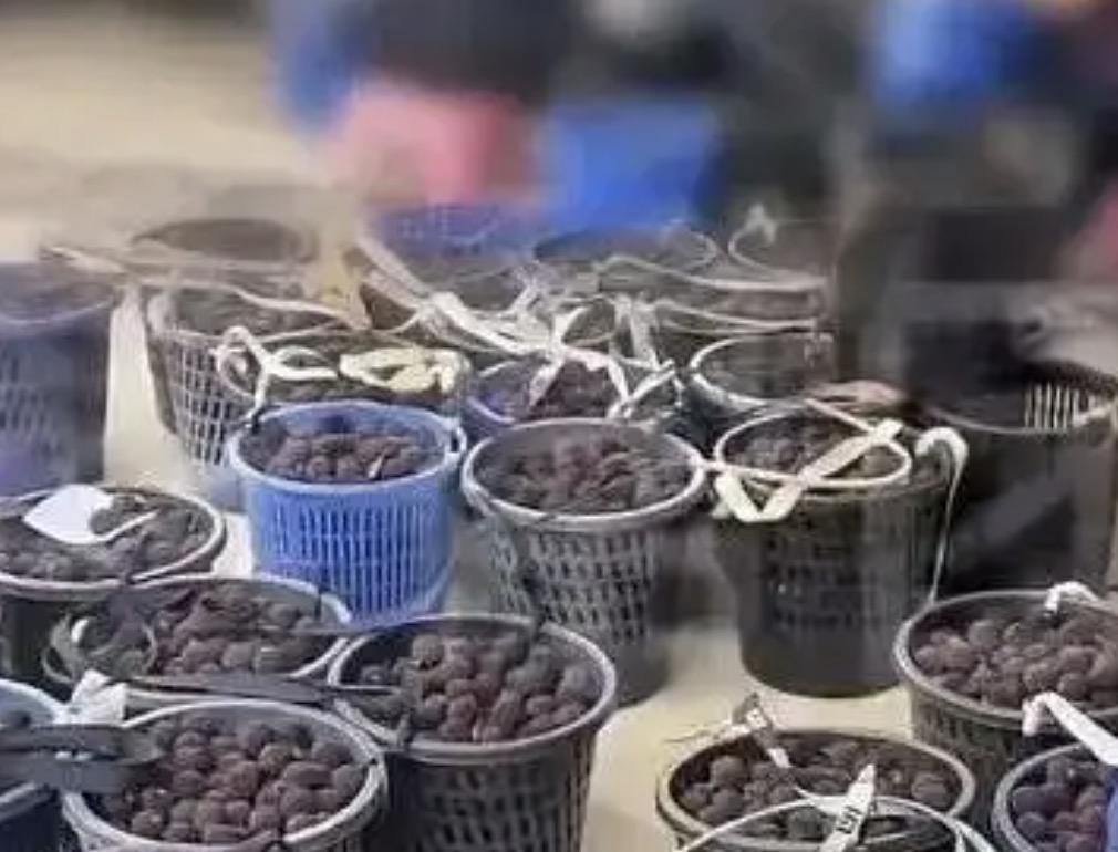杨梅泡药赚钱的时候，你们是一声不吭，利益受损了出来哭天抹泪喊冤了，可你们真的冤吗