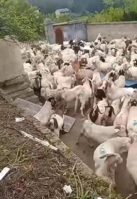 贵州一男子在熟人建议下，贷款买了543只羊，从河南运到贵州玉屏开始放养。谁知