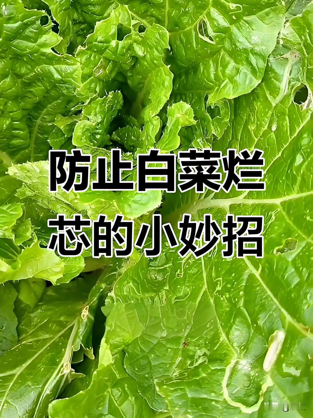 白菜想不脱帮不烂心，记住这几步不少菜友种秋白菜，后期容易脱帮烂心，管理抓对