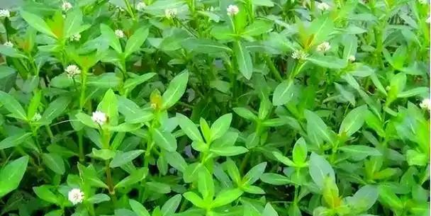 水花生这类植物，人民并没有多在意，起初是侵华日军为了饲养战马，看中了它惊人的繁殖