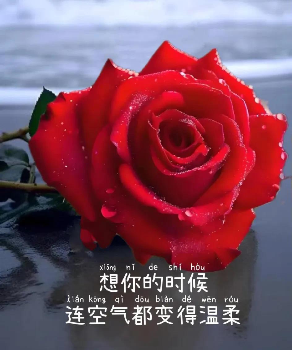 动了情的人只想你入了心的人只念你难以入眠的夜全是你思绪万千的晨仍是