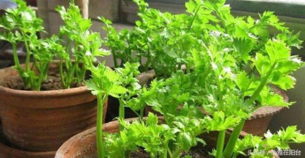 芹菜吃完根留下来, 泡水里, 十天就可以长成盆栽, 好吃、美翻了!