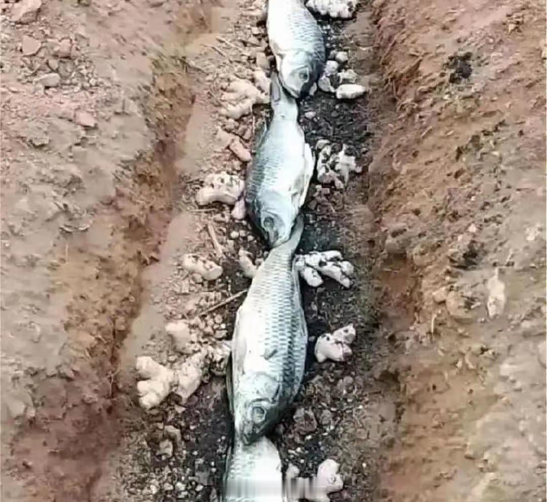 不懂就问，种生姜为啥放鱼？