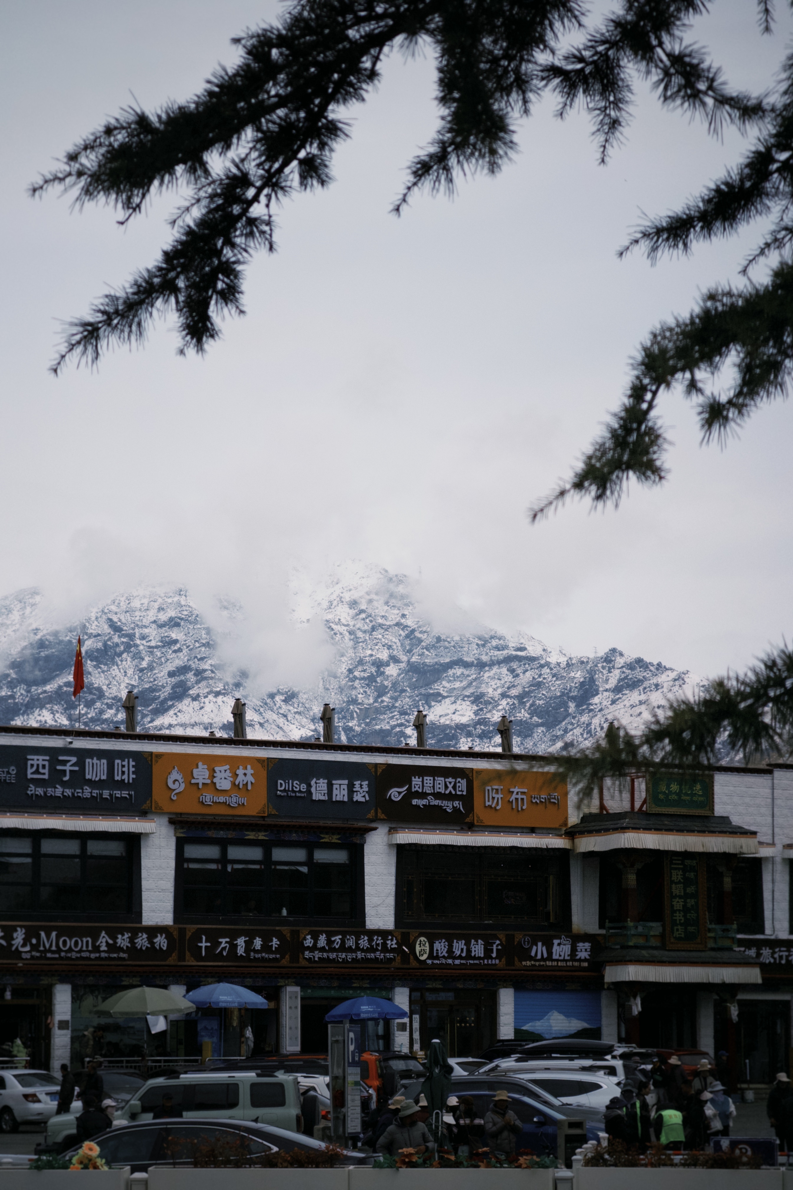 我们的摄影师拿手机拍的牛这个字我已经说腻了西藏