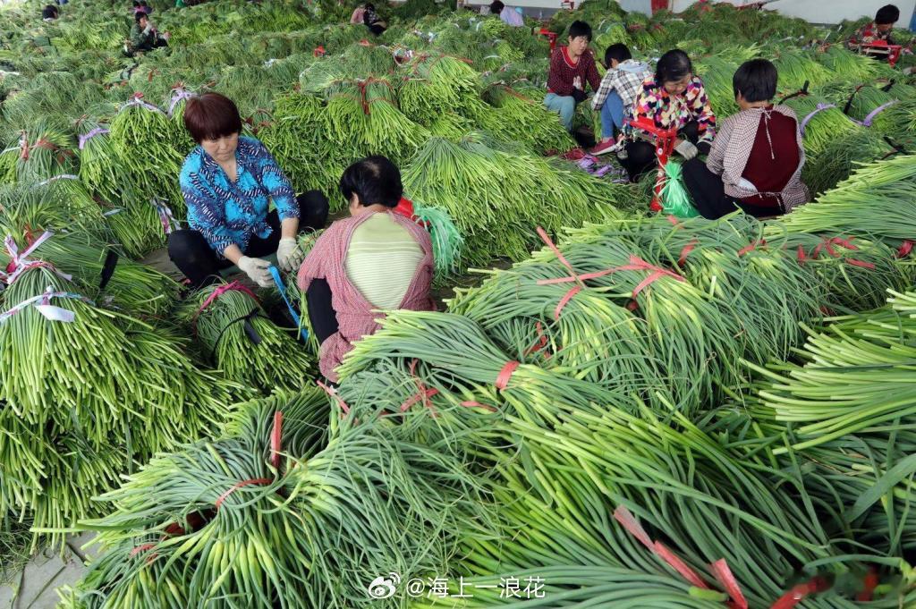 河南蒜薹滞销去年大蒜价高导致2026年全国种植面积同比增8%，云南等副产区猛增