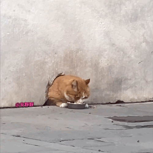 故宫猫帕帕，帕帕用膳，名副其实怕怕