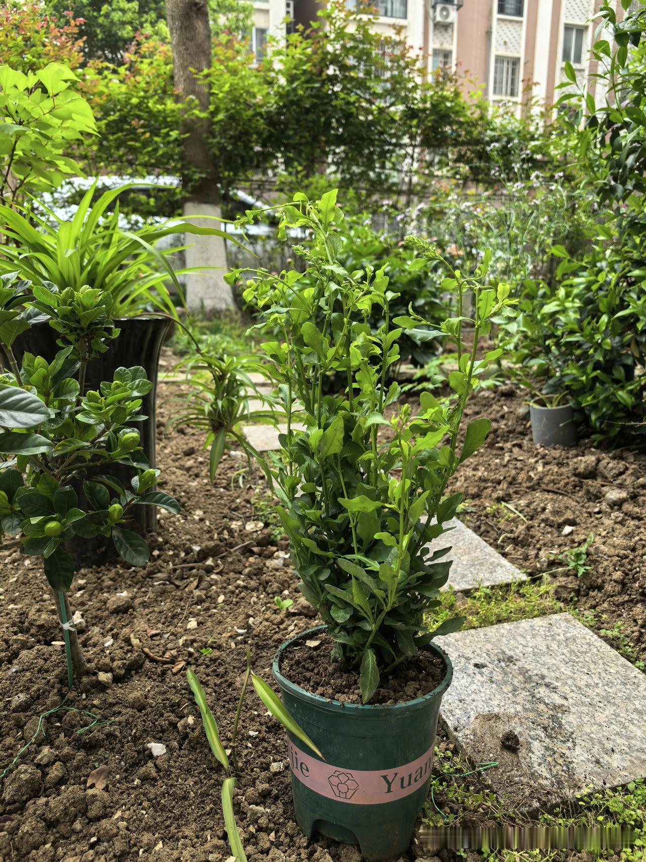 老公家里微信群里几条语音留言，说他哥家洗衣机坏了，兄弟姐妹几个人商议一下，让老公