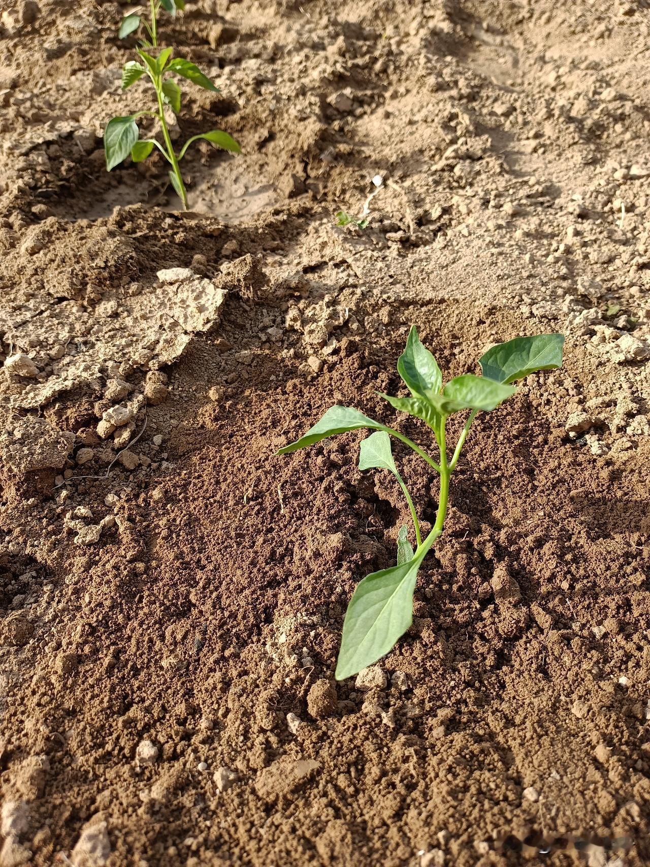 昨天天快黑时栽的辣苗，经过一夜洗礼，今天中午也没见低头，而是非常接地气的挺立在原