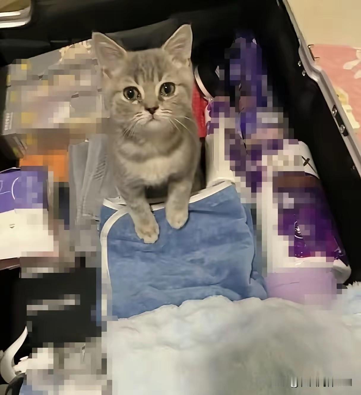 哇塞，这猫也太有灵性了吧！女子在学校投喂了俩月的流浪猫，今儿居然来送她。女