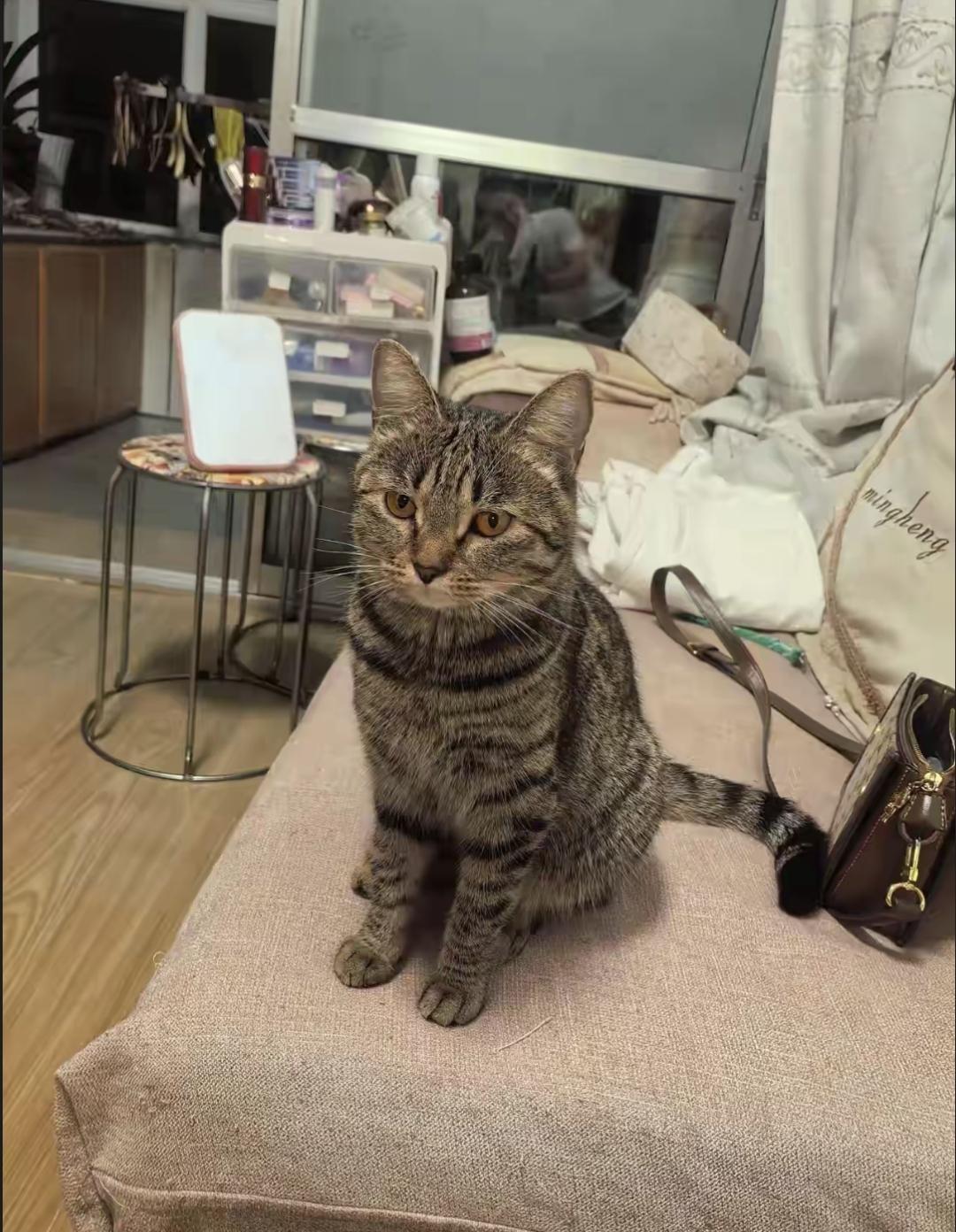 我家狸花猫昨天出去玩，跟我打电话说被人欺负。赶到现场才知道，它先跟两只泰迪打了一