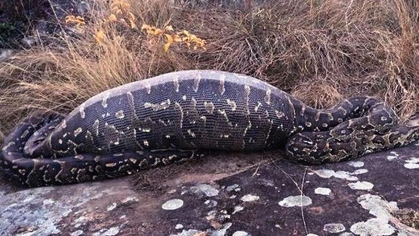 死里逃生1大蟒蛇电影