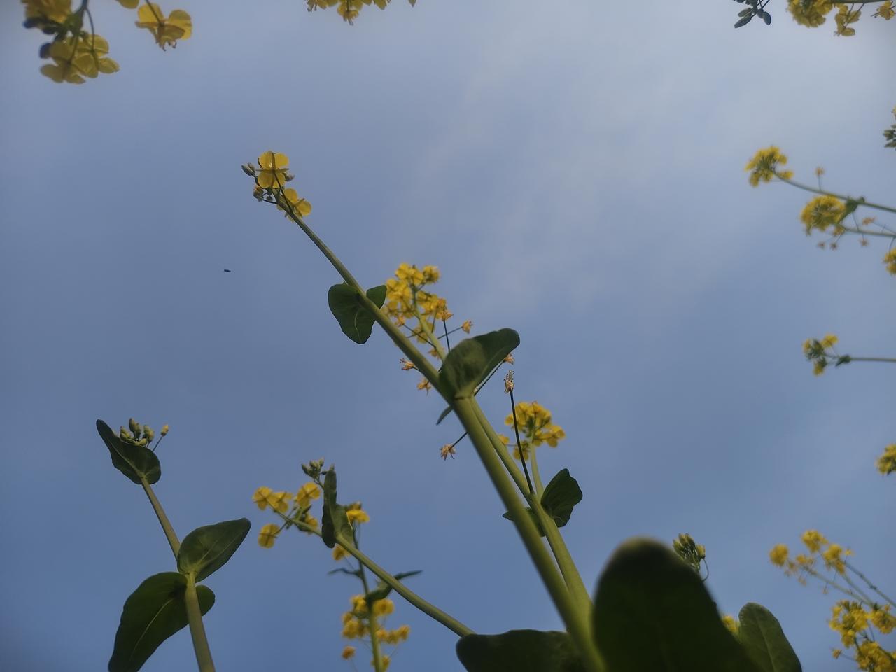 我翻出了之前拍的油菜花照片，那叫一个美啊！照片里，一大片金黄的油菜花肆意绽放，就