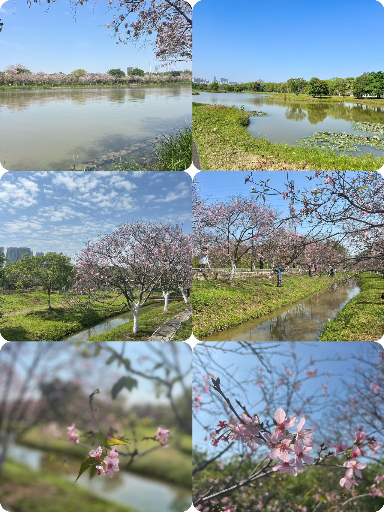 春日逛海珠湿地，一桌家常菜周末去海珠湿地散步，天气好得不像话🌤️樱花开