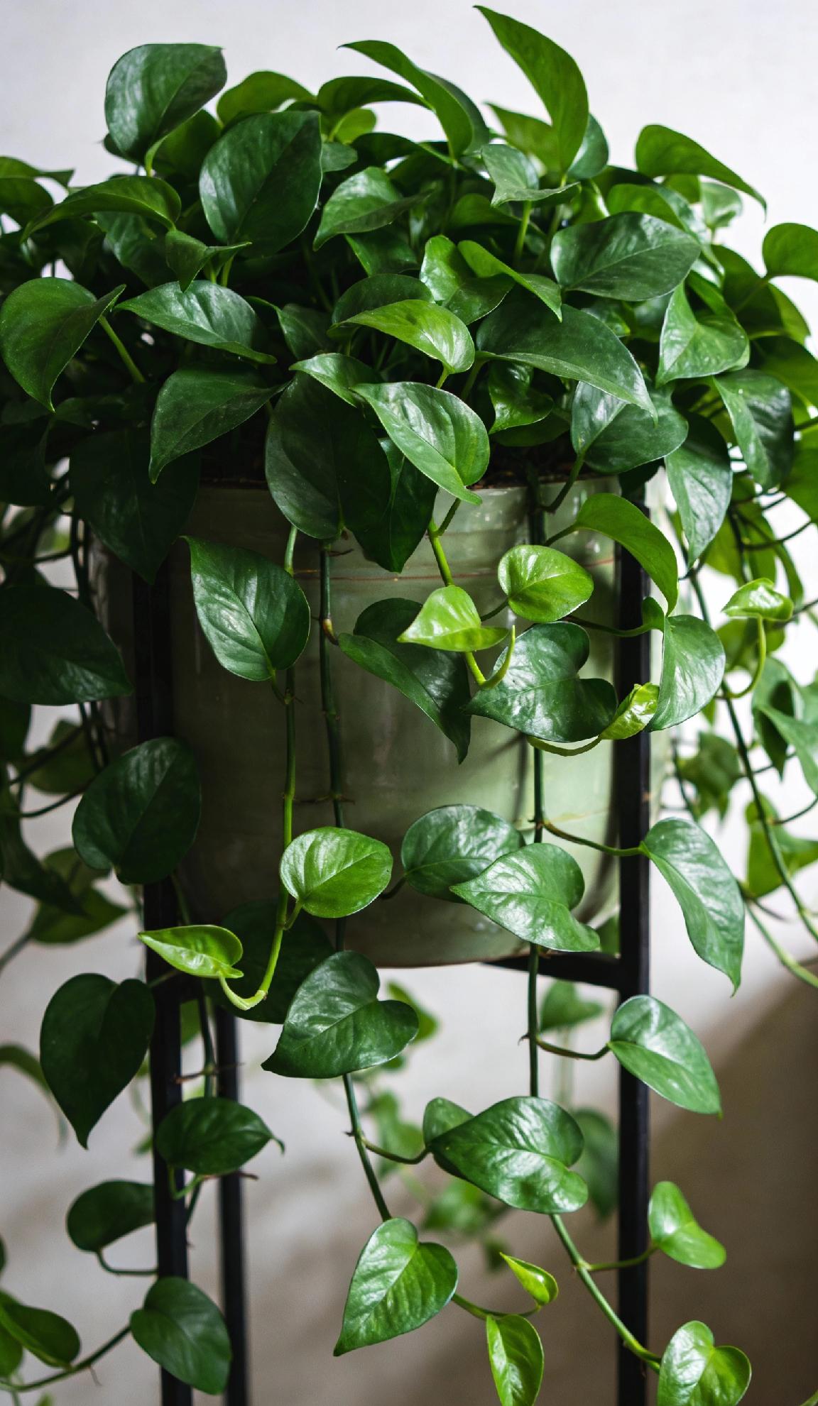 😭真心建议：如果你也是“养花杀手”，别挣扎了，直接选这5种！养不活算我输！懒