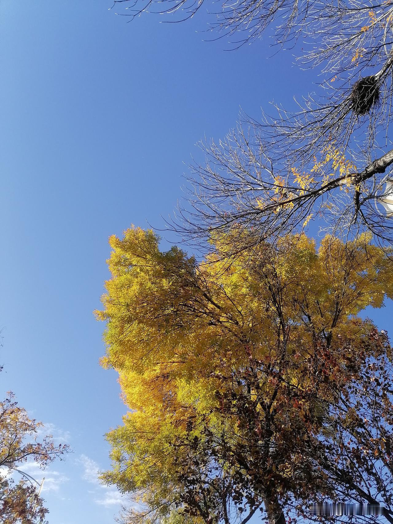 一边做饭一边听脱口秀，黄西简直不要太幽默！开始：有出过车祸的吗？都没有，我有