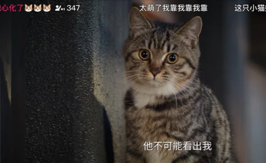 像武桢吗？不像删了