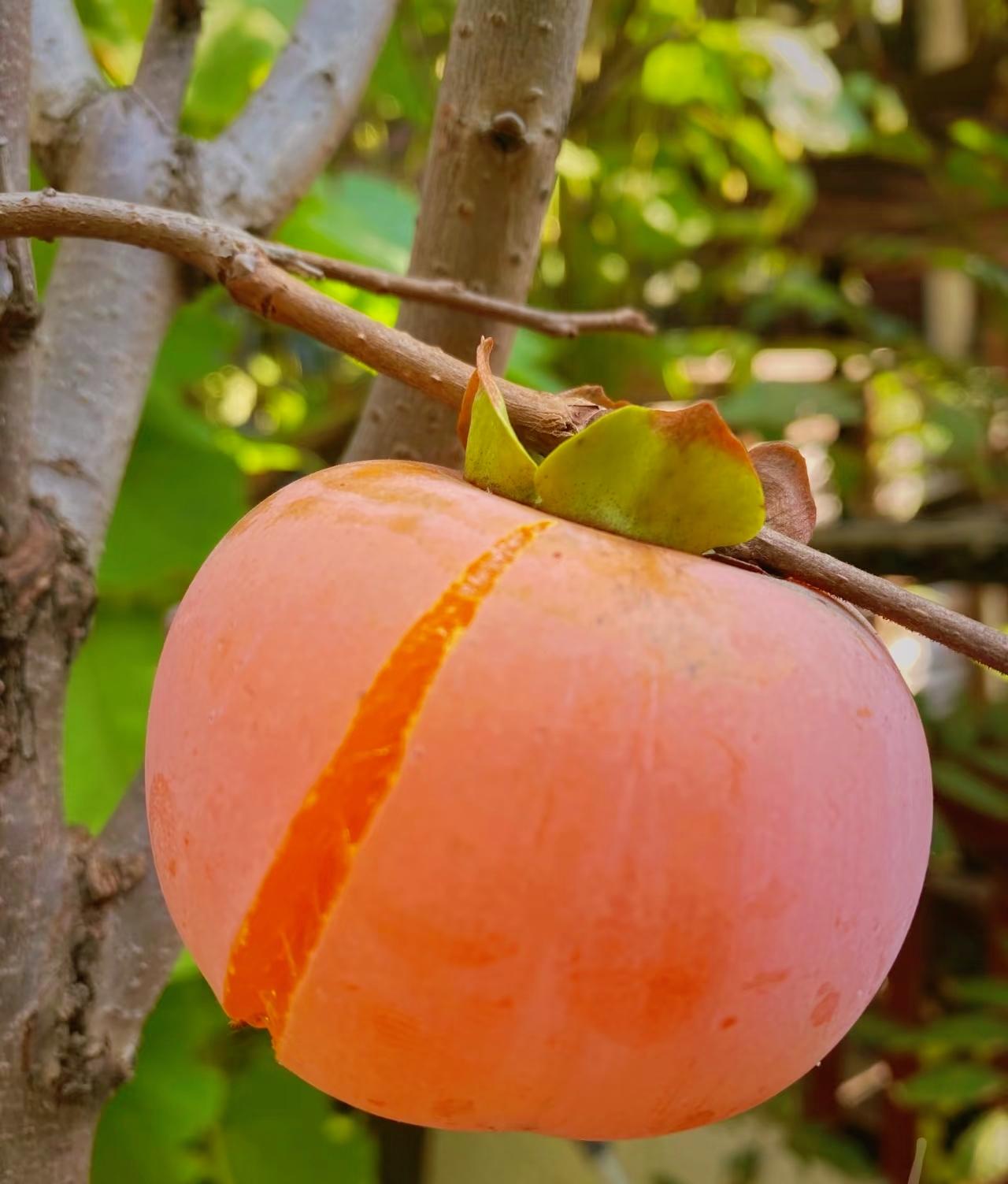 昨夜做了个梦，老家的柿子又熟了。父亲站在梯子上，竹竿头绑的铁钩已经磨得发亮。他