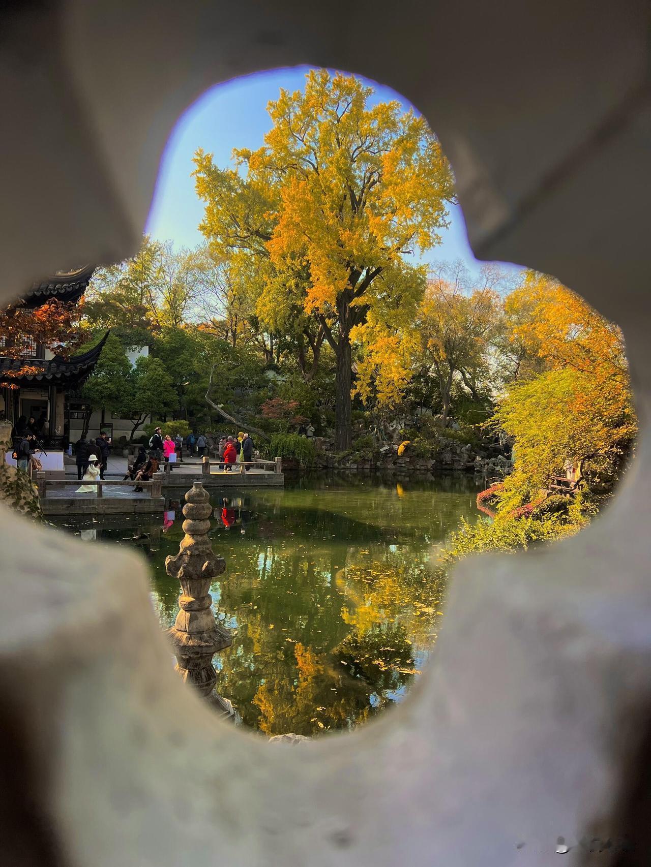 苏州留园赏秋攻略！人少出片附秘籍✨苏州留园的秋太会了！亭台间红枫似火，银杏鎏