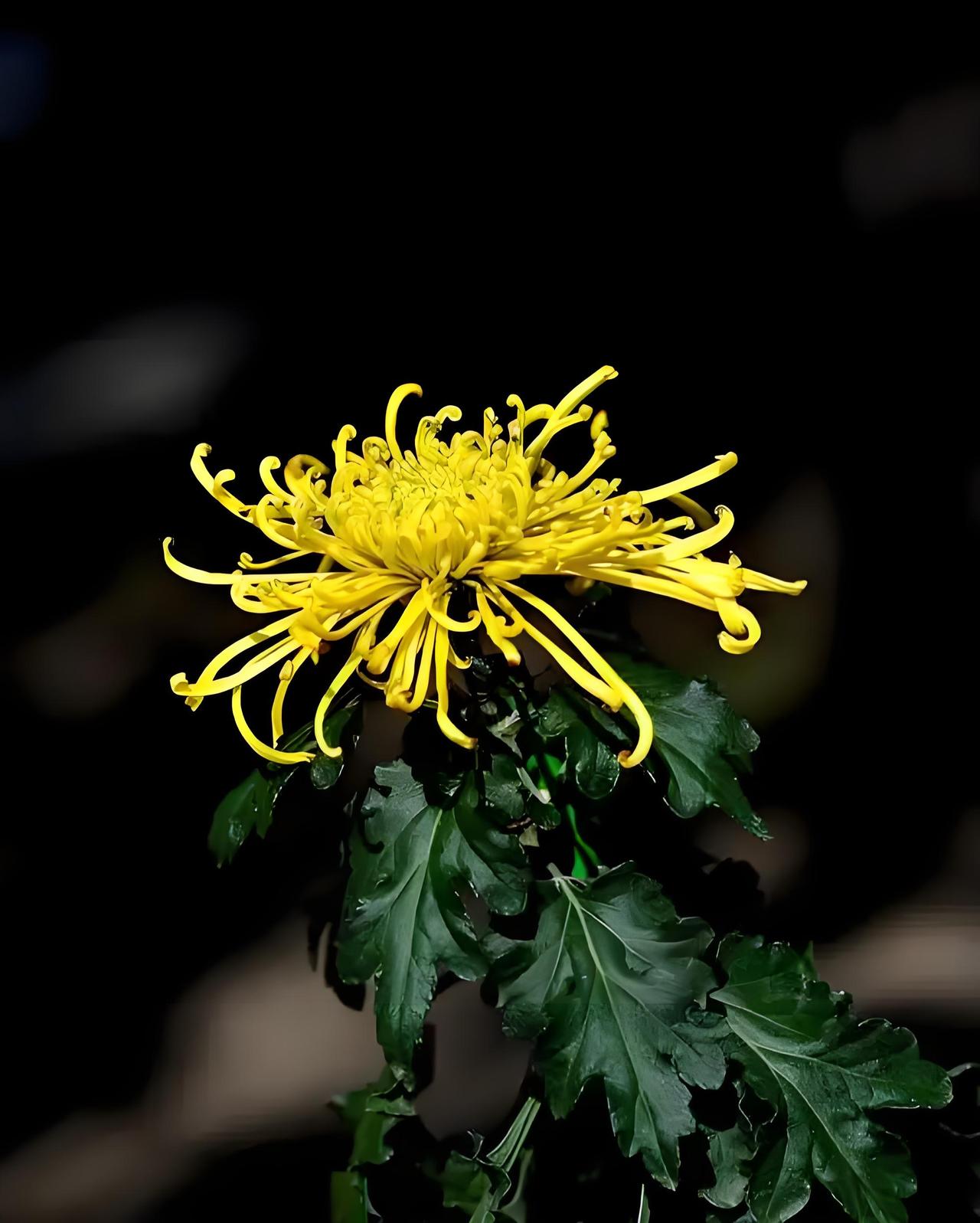 阵阵秋雨天已凉，往事依稀锁心房，阶前菊影摇清露，……请友续句……？上联