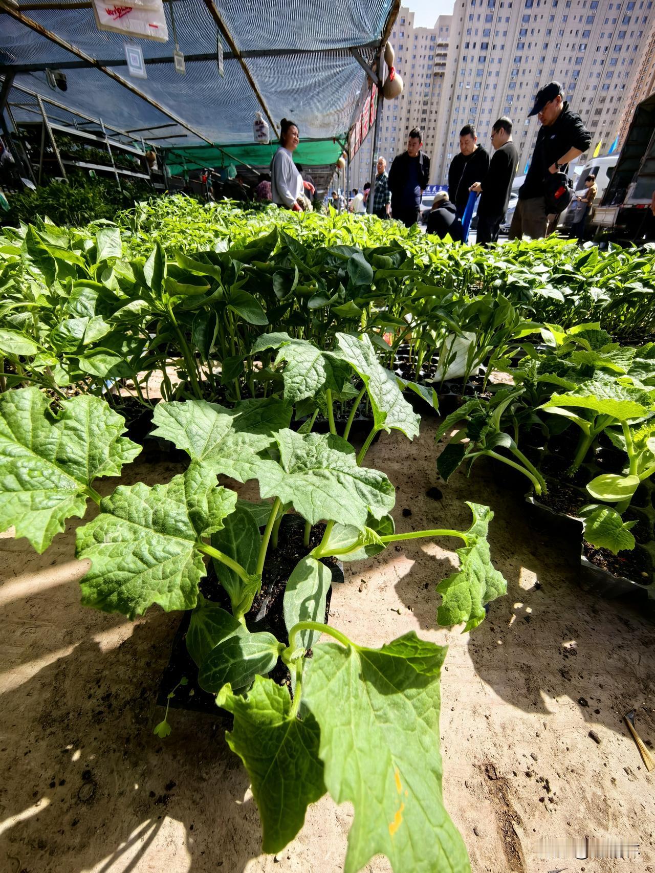 4月21日，乌鲁木齐明珠花卉市场菜苗热卖。眼下种花种菜的季节到了，这里菜苗种类非