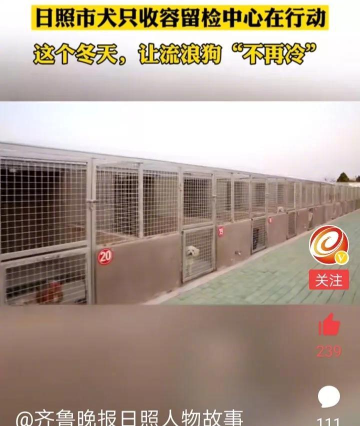 日照市犬只收留中心在行动！让流浪犬在这个寒冷的冬天不再冷！更让它们免于被宰杀！你