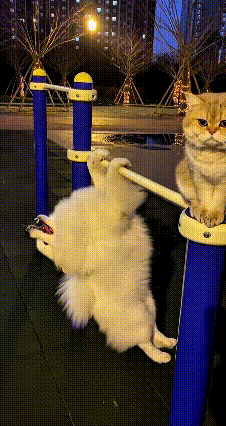 家人们快看啊！恁见过带猫带狗晚上出来健身的没？这美女可真中，带着金渐层猫咪和博
