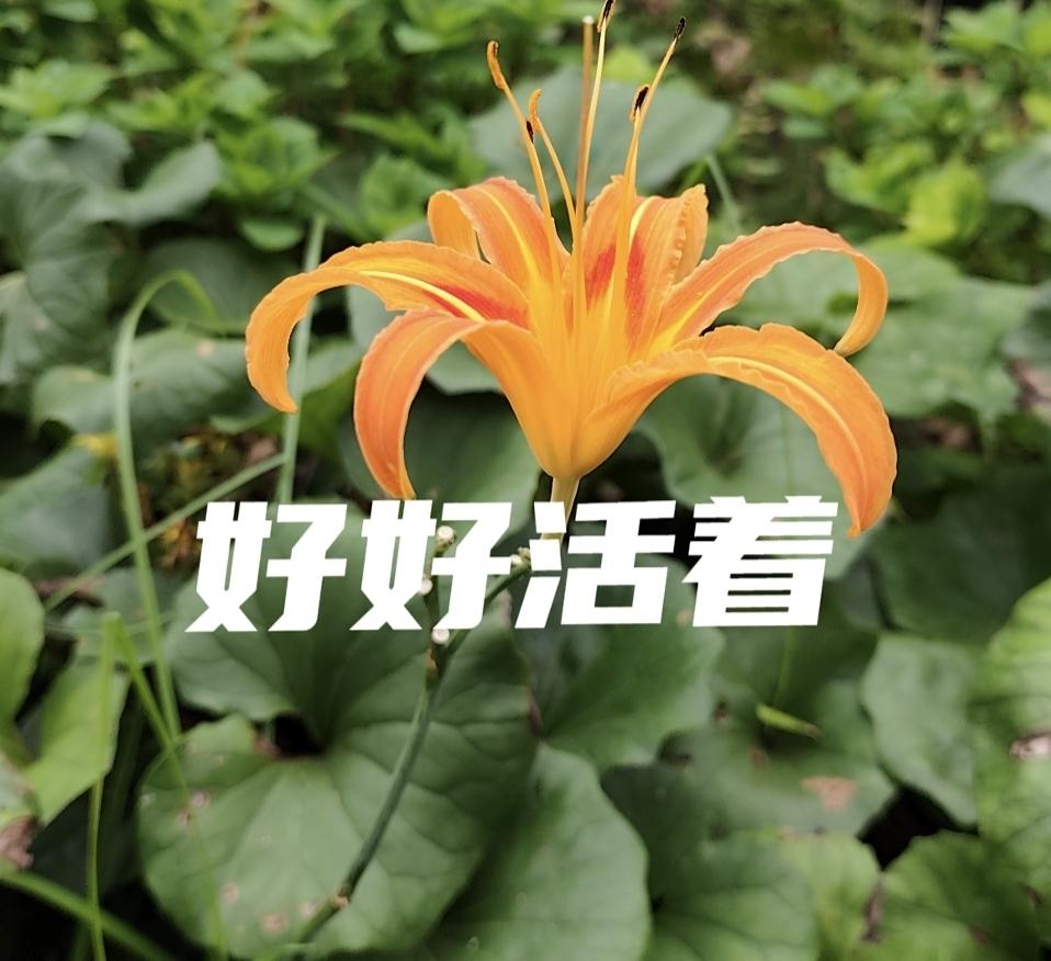 前几天一直有联系的女舞伴（我是充当男伴。）告诉我，她先生早上走了。才退休三天，单