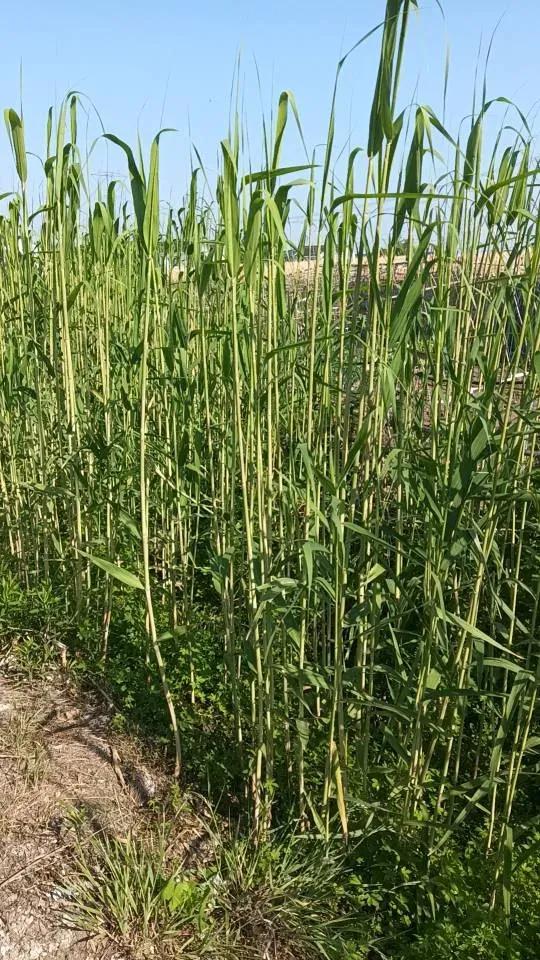 端午还有半个月叶子都已经被薅光留下纤细的腰杆随风摇摆化作欢庆模式祝您端午安康