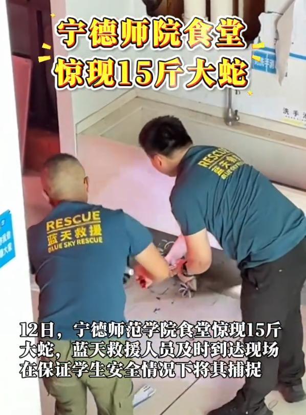 这也太吓人了！福建宁德师范学院的学生们这两天算是开了眼界，食堂里竟然进了一条足足
