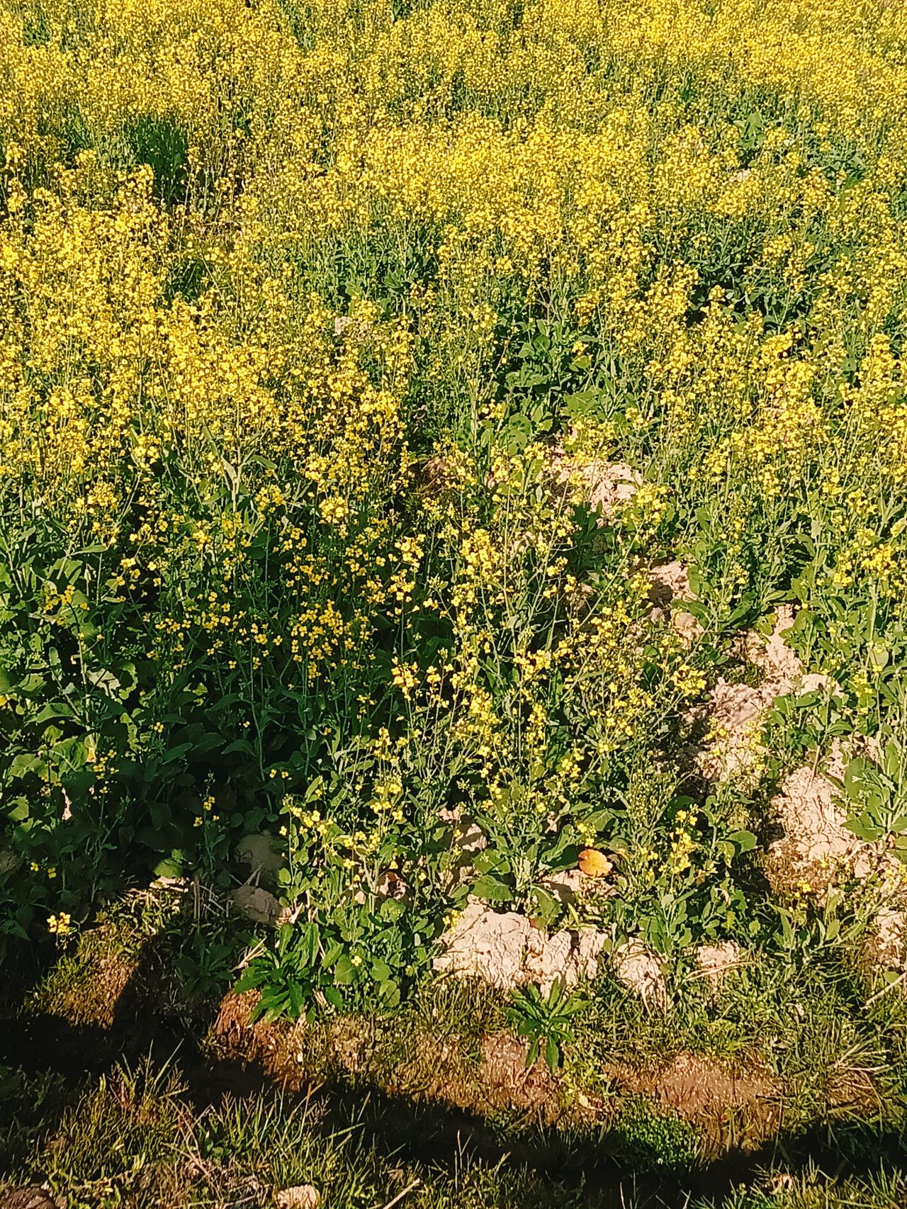 梅婷在剧里说："内裤和袜子放一起洗，容易交叉感染，真菌传染！"李雪琴接茬："菌